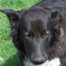 Saharra was adopted in June, 2006